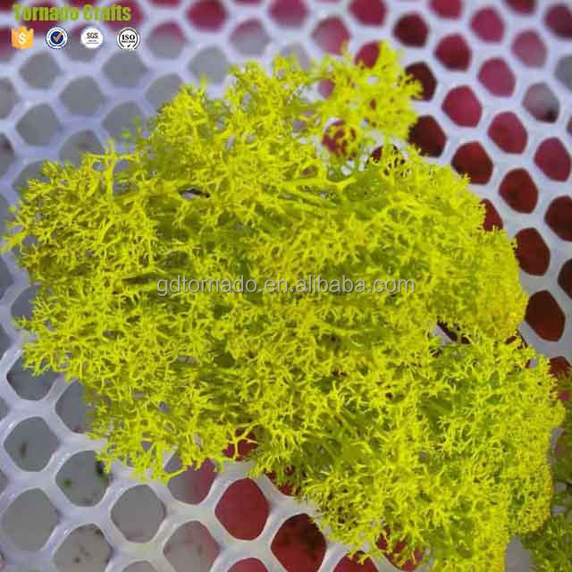 High quality 500G Per Box artificial decorative moss preserved moss for moss wall decoration