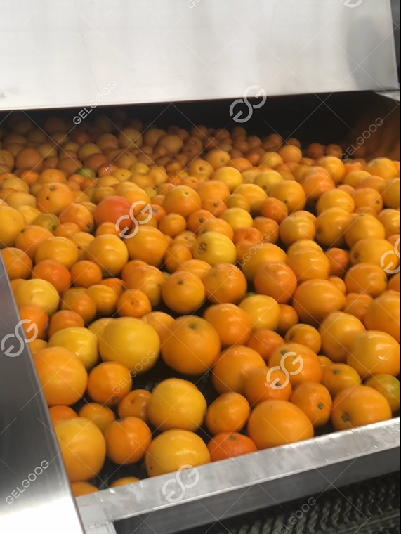 Automatic Orange Polishing Sorting Mango Citrus Grape Seed Cleaning Machine and Packing Cleaning Machine for Fruit