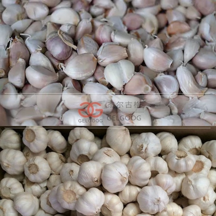 Garlic Clove Breaking/Separating Machine Price|Hot Sale Automatic Garlic Breaking Machine|Garlic Clove Breaking Machine