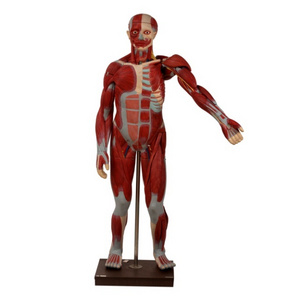 GD/A11301-2 Education Model Human Muscles with Internal Organs Anatomical Model