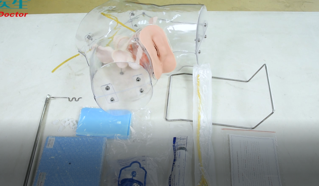 Transparent Female Urethral Catheterization Simulator Nursing Model