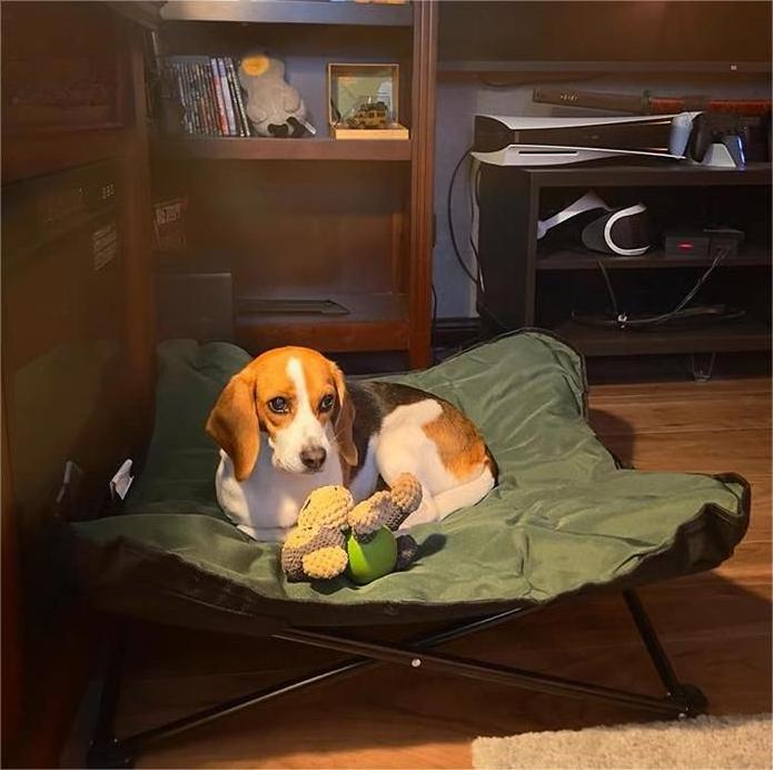 Wholesale High Quality  Portable Safe Folding Simple Pet Lounge Chair Outdoor Collapsible Dog Cat Nest Large Elevated Pet Bed