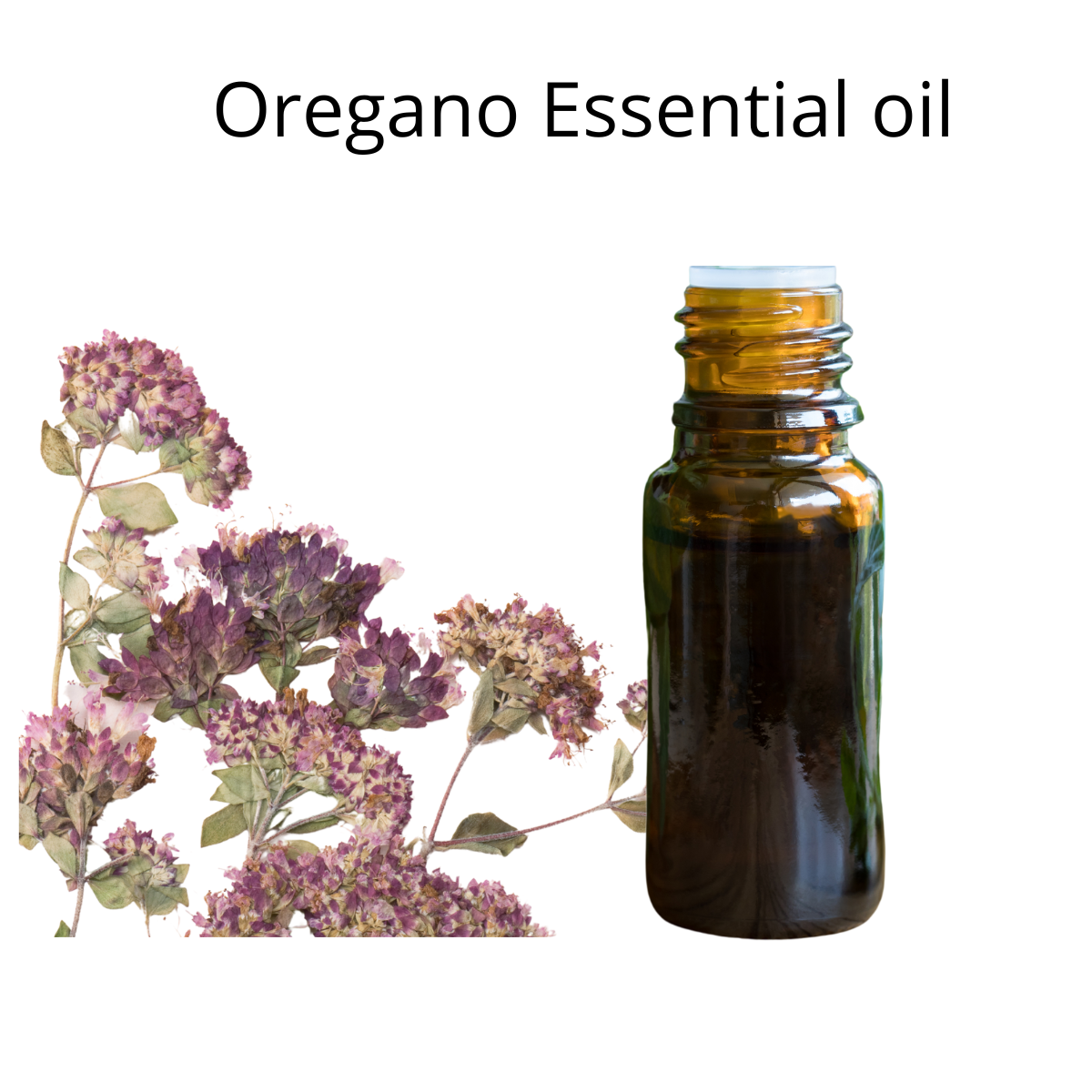 Turkish Oregano Essential Oil 100 Pure Essential Oil  High Carvacrol  Difuser Essential Oils 5ML 10ML 15ML Original