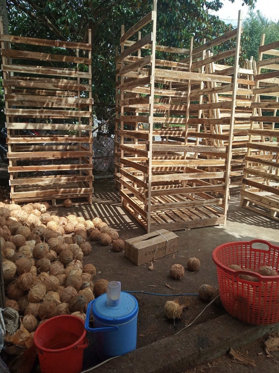 Dehusked Dry Coconut From Vietnam