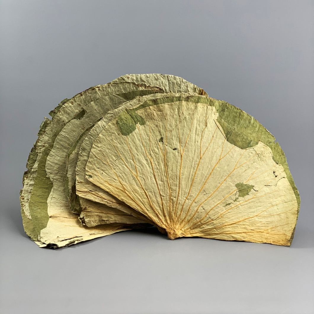 Dried Lotus leaf for flavor tea cheap guava leaf tea