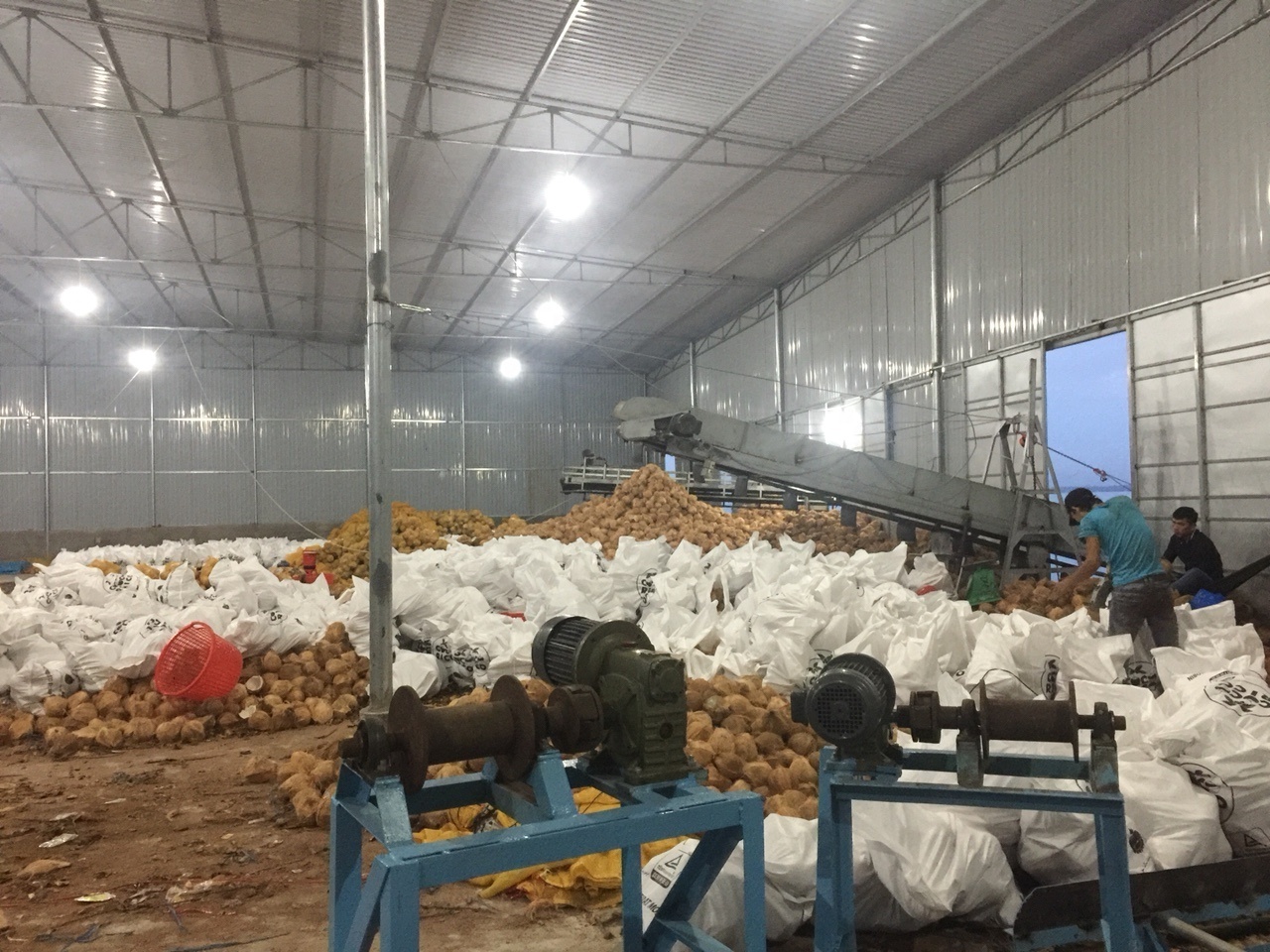 Dried Whole Coconut Mature From Vietnam, dried husked mature coconut, fresh whole coconut