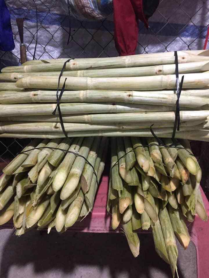 SUGARCANE STICKS - HIGH QUALITY NATURAL SWEET SUGARCANE - WHOLESALE SUGAR CANE