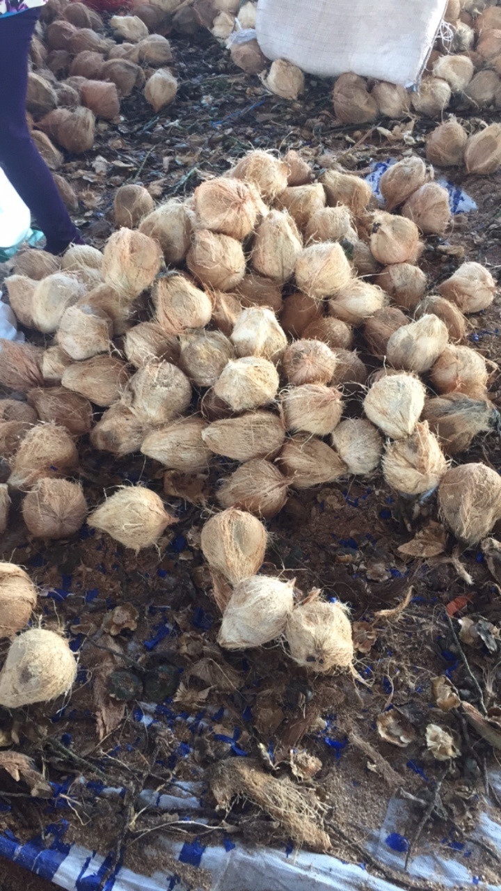 Dried Whole Coconut Mature From Vietnam, dried husked mature coconut, fresh whole coconut