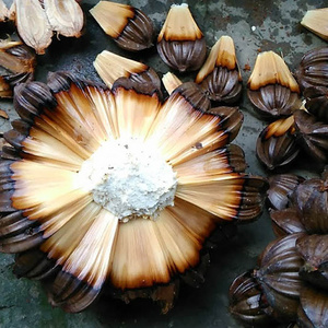 FRESH COCONUT WATER - BABY COCONUT - FROZEN COCONUT MEAT FOR SALE