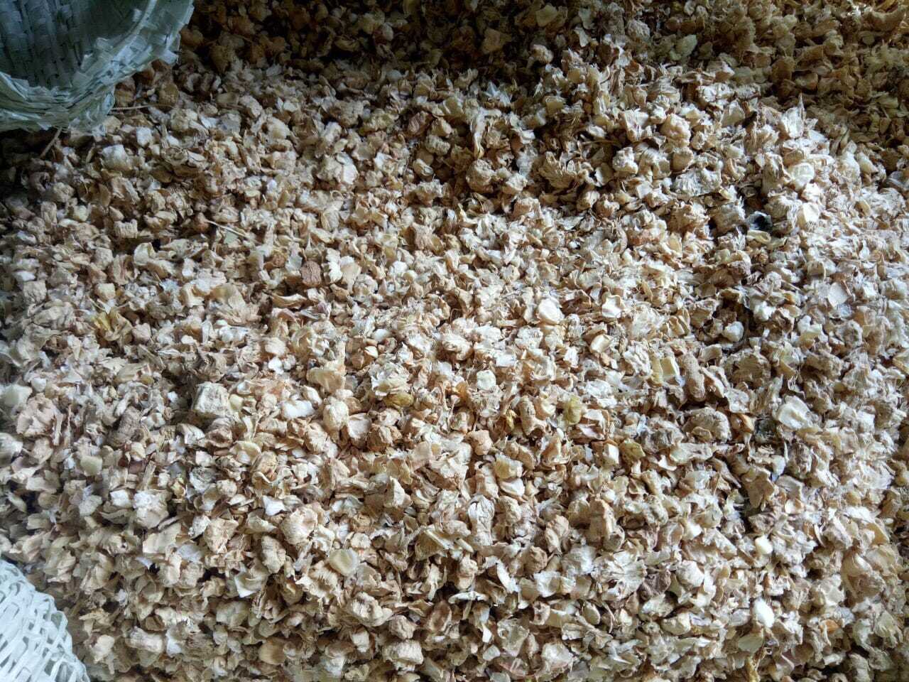 Vietnam Fermented Corn silage supplier Dried Corn cobs powder yellow corn