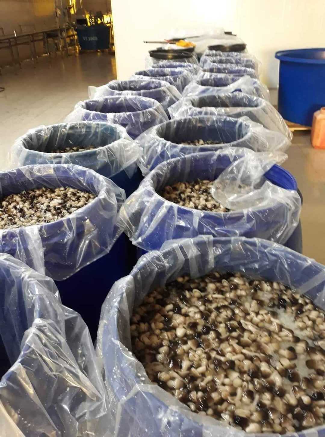 Whole sales straw mushroom Canned Rice straw mushroom