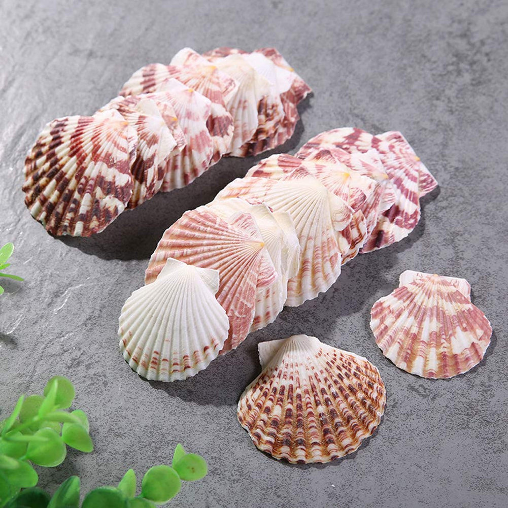 Raw Seashell natural Scallop Shell Used for DIY Sea Shell