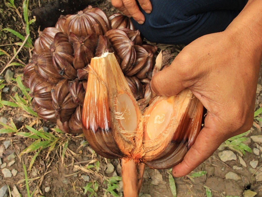 FRESH COCONUT WATER - BABY COCONUT - FROZEN COCONUT MEAT FOR SALE