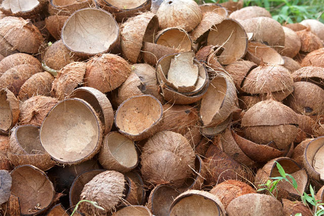 COCONUT SHELL VERY THICK FOR GROWING PLANT/ CHACOAL (WhatsApp +84376540581)