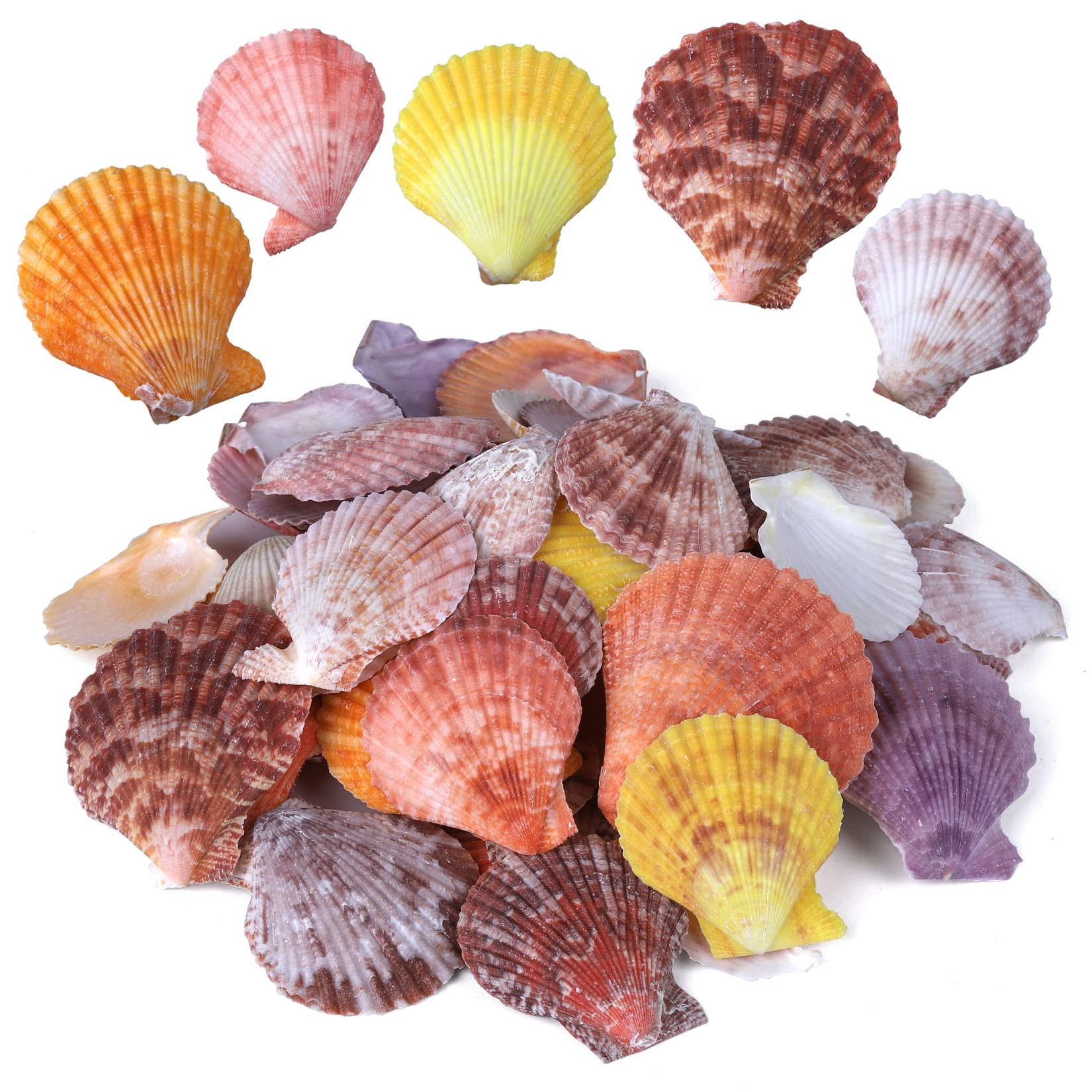 Raw Seashell natural Scallop Shell Used for DIY Sea Shell