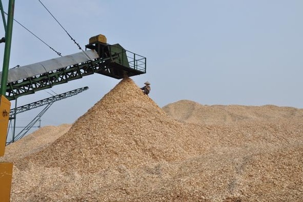 Hot Product Wood Chips For paper pulp