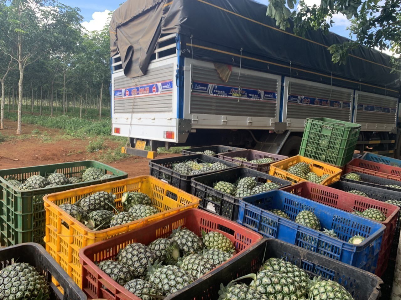 Fresh Pineapple VIETNAM Origin Tropical Pineapple Juice Concentrate Pineapple