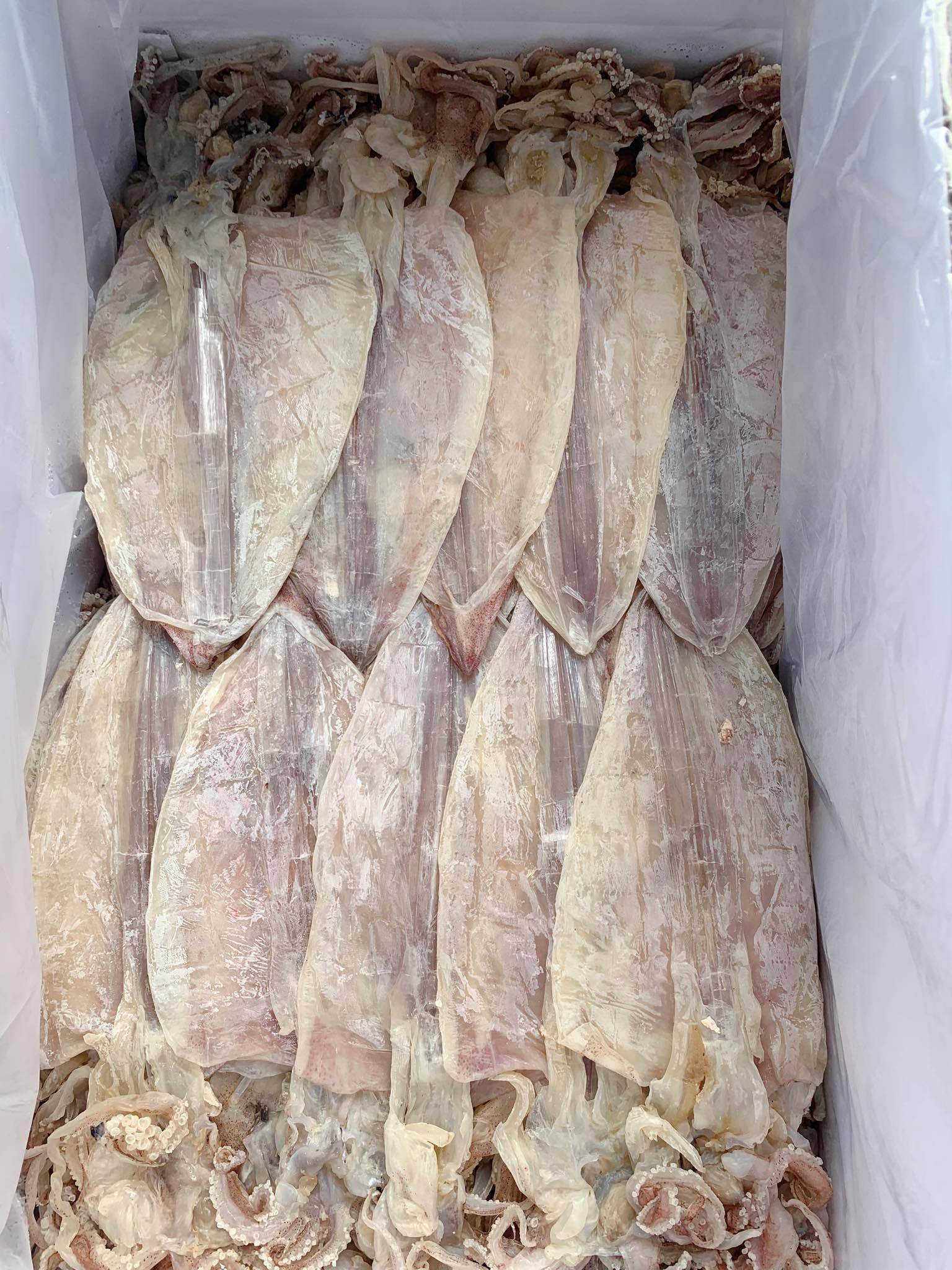 Special Dried Squid (8-130 pieces/kg) from Vietnam | Dried Squid | Dried whole Cuttlefish