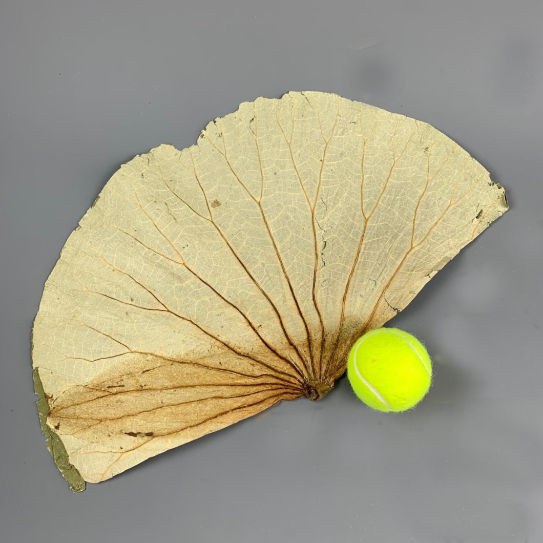 Dried Lotus leaf for flavor tea cheap guava leaf tea