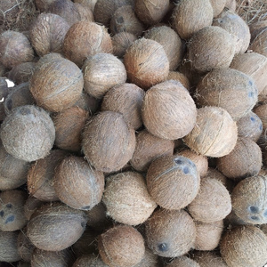 Dehusked Dry Coconut From Vietnam