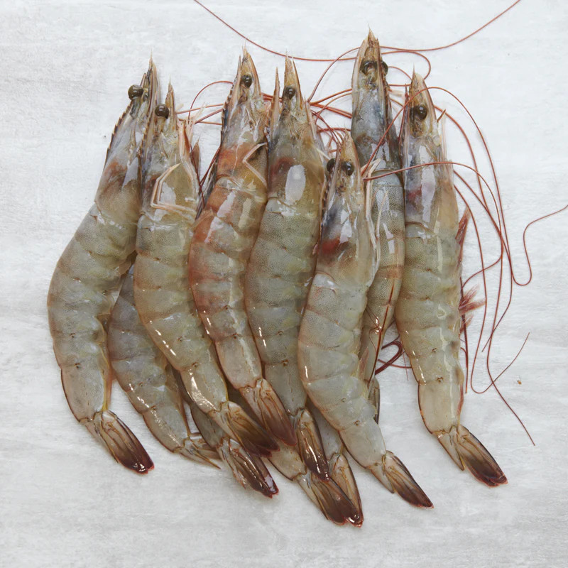 Frozen White Shrimp vannamei Species Code WTSH Block 1.0 kgs x 6 per carton top export  Seafood Vanamei Black tiger Shrimp