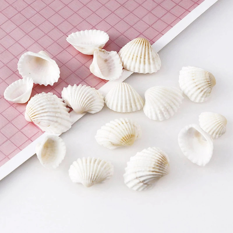 Raw Seashell natural Scallop Shell Used for DIY Sea Shell