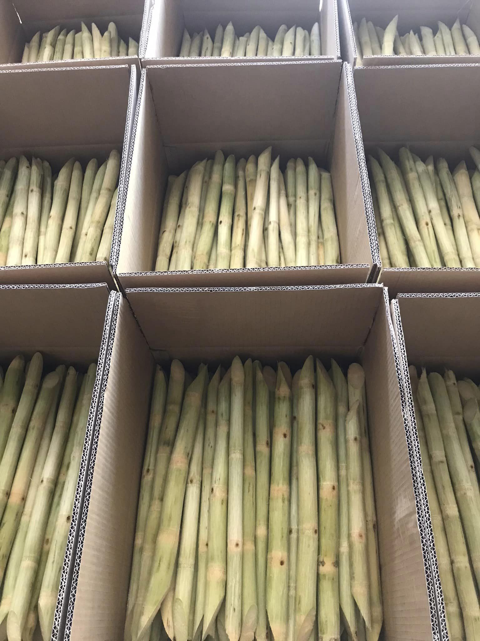 SUGARCANE STICKS - HIGH QUALITY NATURAL SWEET SUGARCANE - WHOLESALE SUGAR CANE