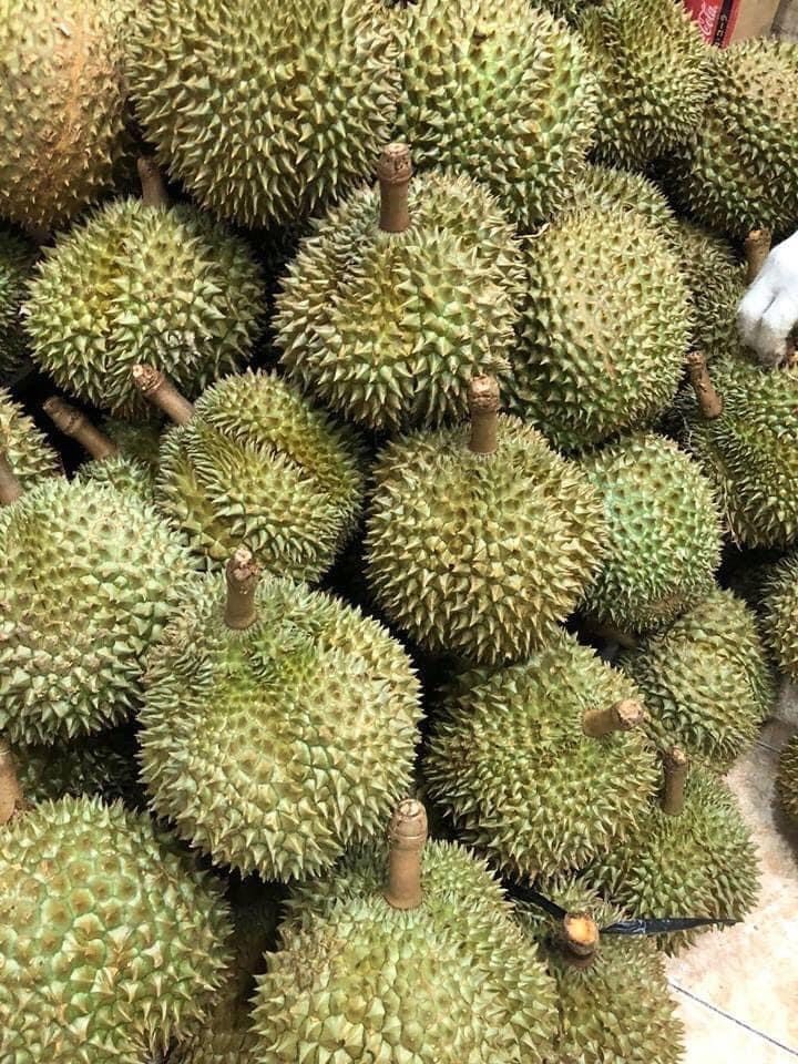 100% Pure Frozen Fresh Durian/  Monthong Thai Durian