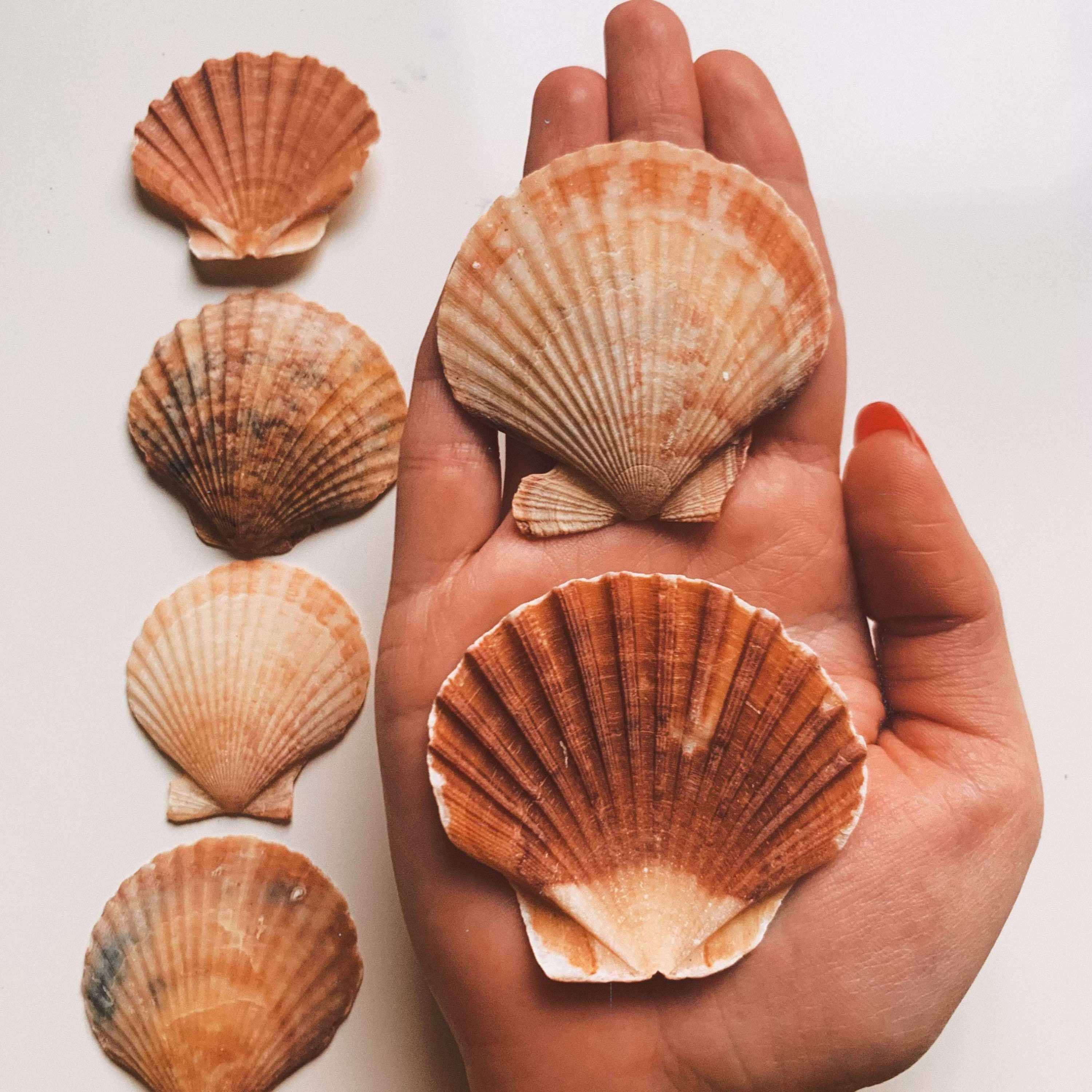 Raw Seashell natural Scallop Shell Used for DIY Sea Shell