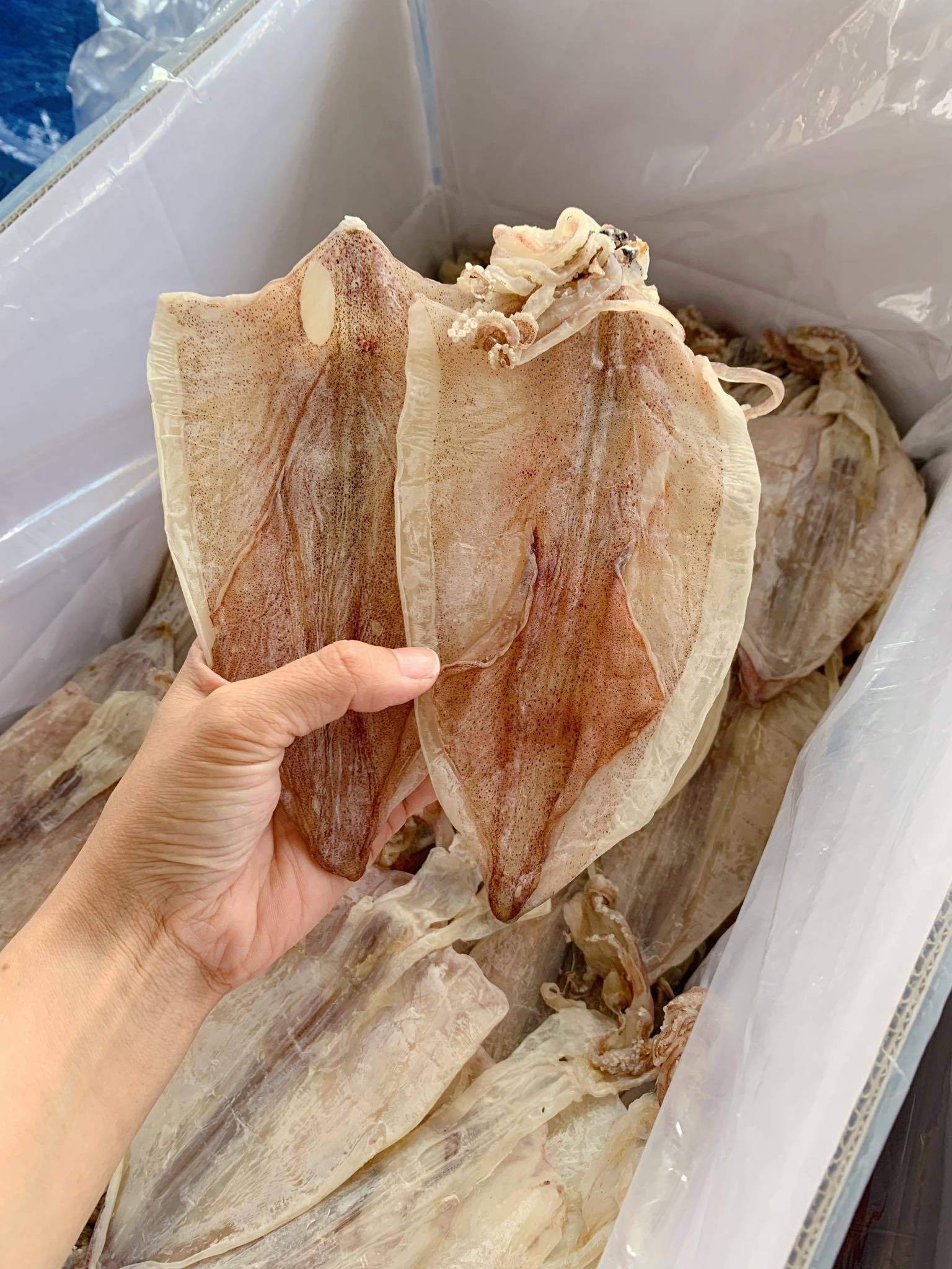 Special Dried Squid (8-130 pieces/kg) from Vietnam | Dried Squid | Dried whole Cuttlefish