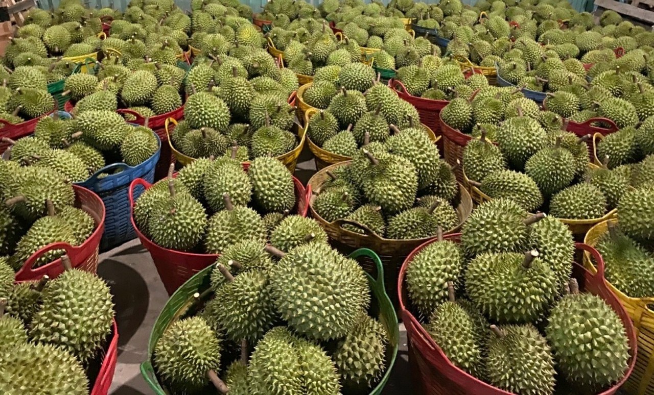 100% Pure Frozen Fresh Durian/  Monthong Thai Durian