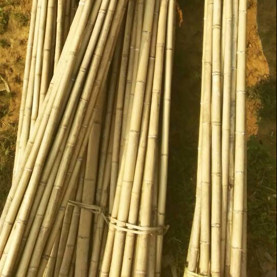 Cheap price Straight Raw Dry Garden Of Bamboo Poles