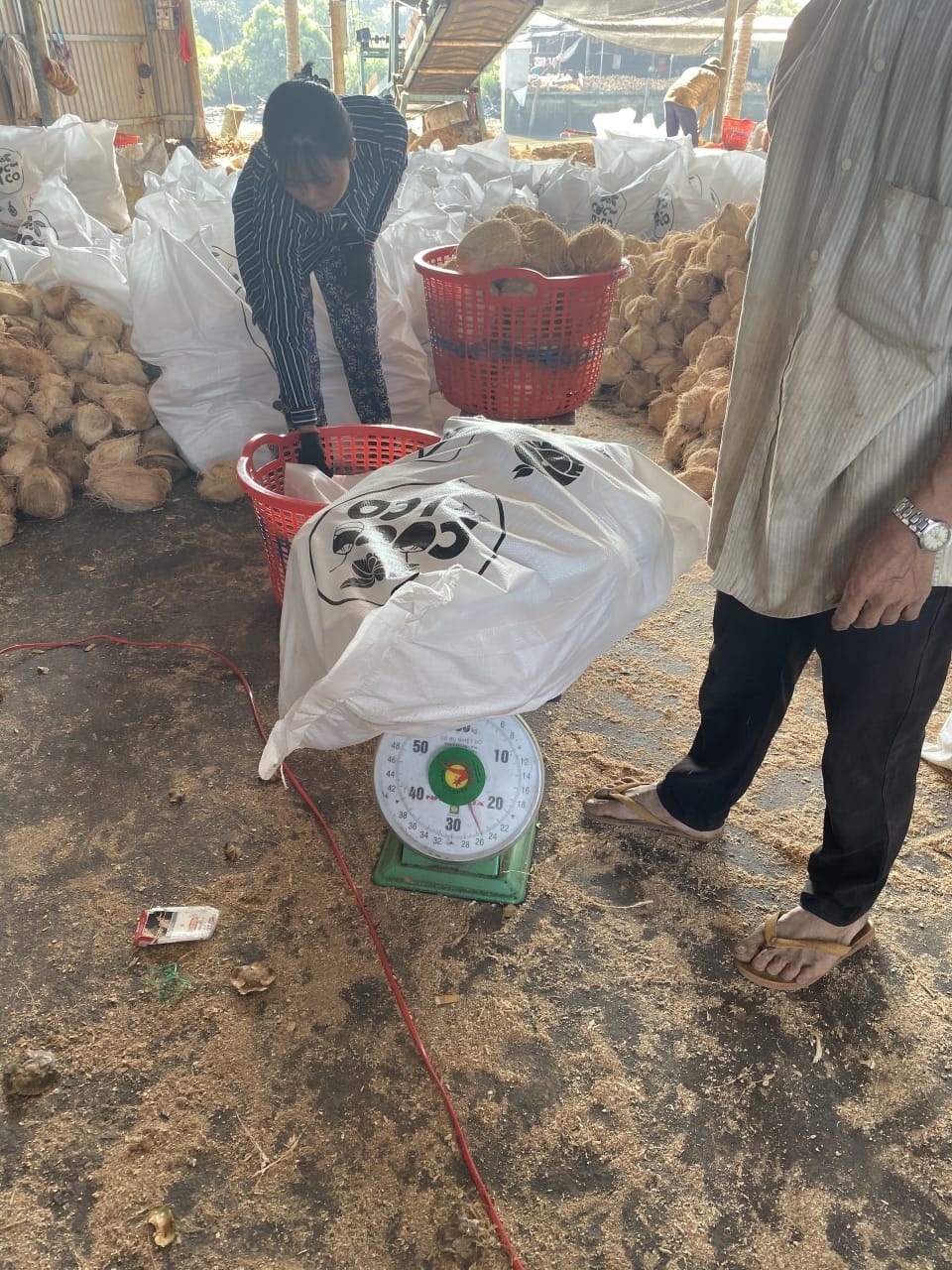 Dried Whole Coconut Mature From Vietnam, dried husked mature coconut, fresh whole coconut