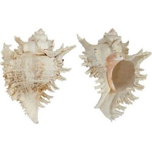 Antique Murex Sea Snails Shell Collectible Europe Seashell Art Nautical Style Scallops shell Crafts shell Sea Snails