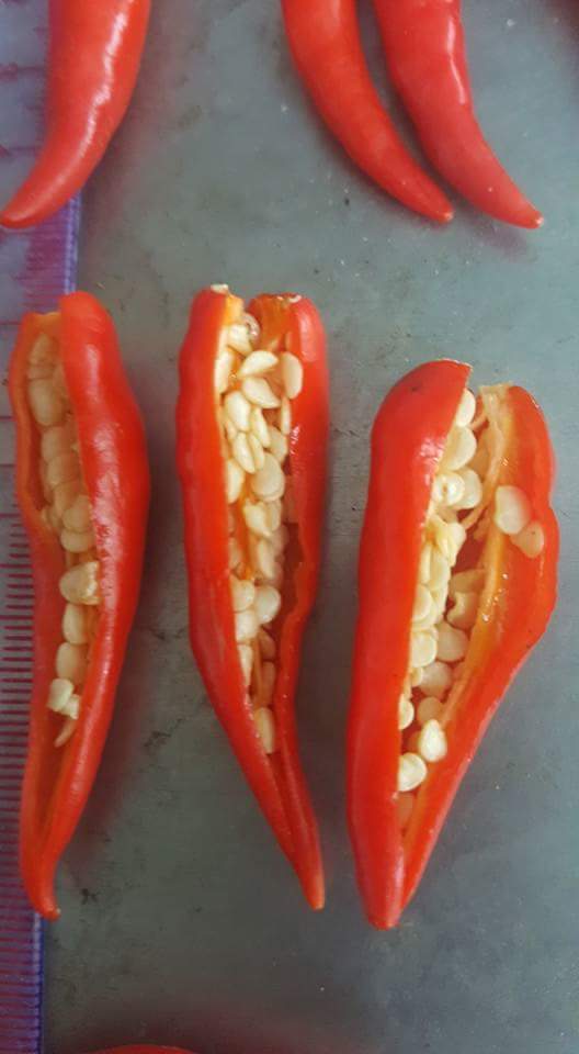 Vietnam Frozen red Chilli hot spicy goood price for export  , contact +84901797088 w