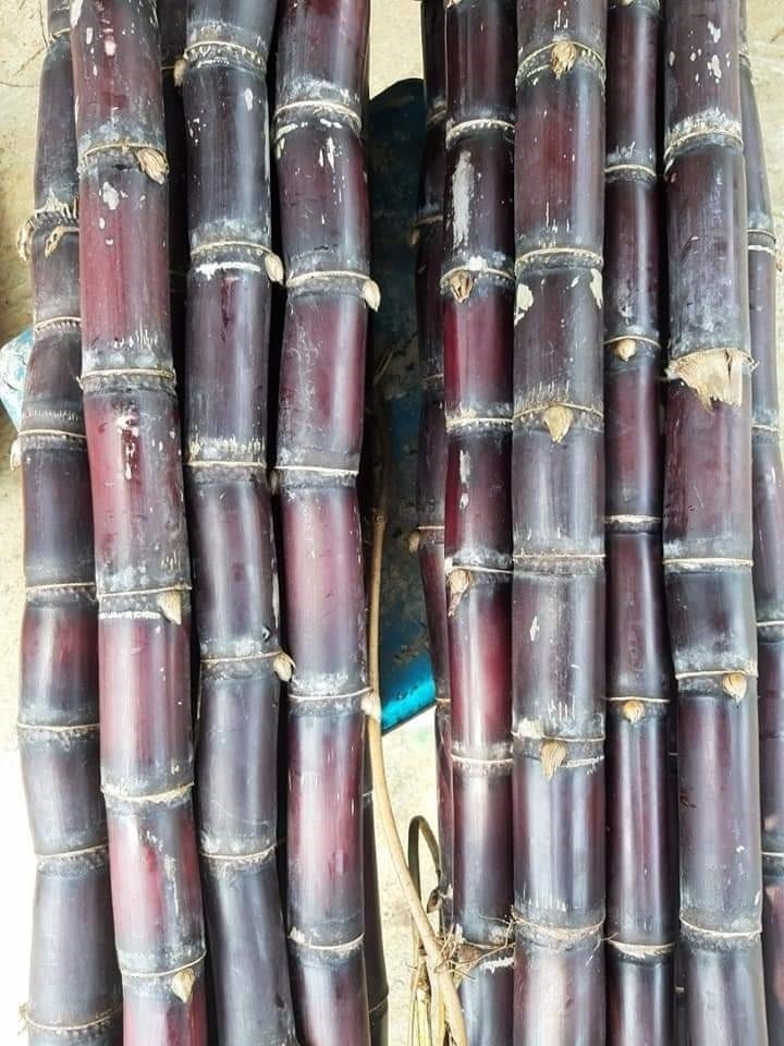 Frozen SUGAR CANE FOR JUICE , contact +84984418844  whatsapp