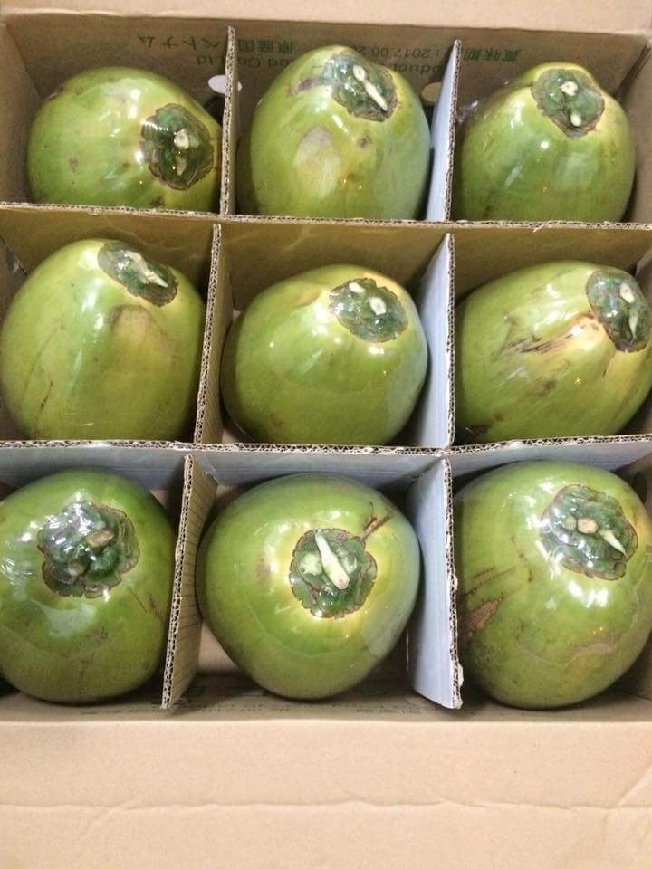 VIETNAM FRESH YOUNG COCONUT FOR SALE, contact +84984418844