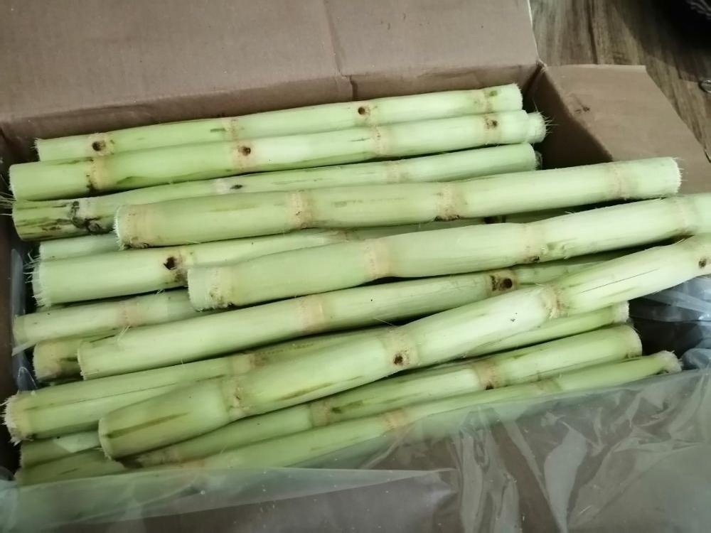 Frozen SUGAR CANE FOR JUICE , contact +84984418844  whatsapp