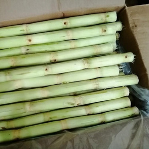 Frozen SUGAR CANE FOR JUICE , contact +84984418844  whatsapp