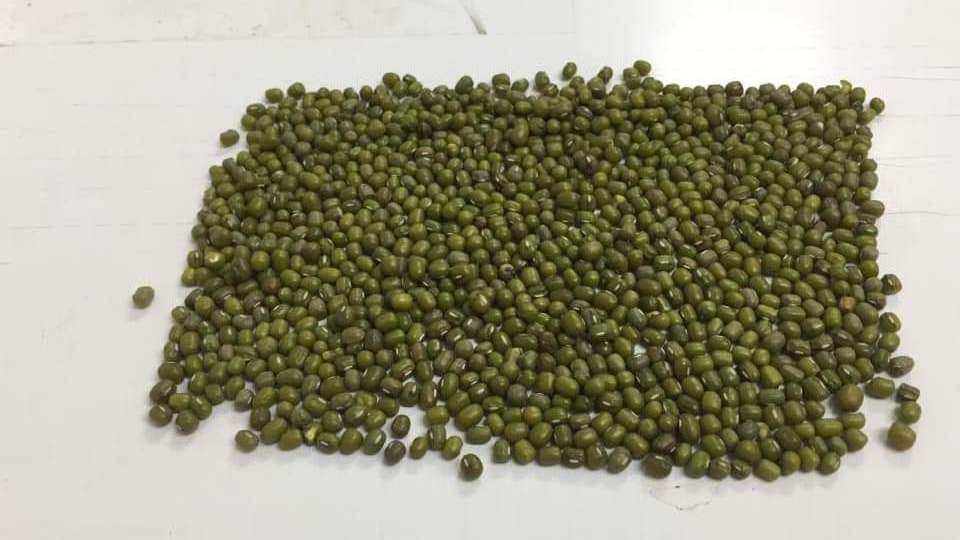 MUNG BEANS good price form vietnam , contact  +84963818434 whatsapp