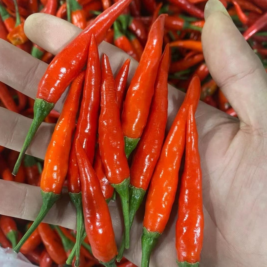 Frozen red pepper export to Korea market Vietnam red small chilli good price frozen small chilli cheap, contact +84984418844