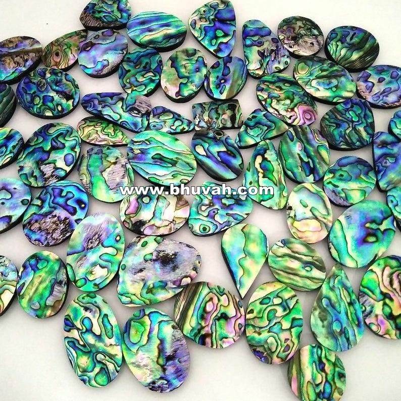 Abalone Natural New Zealand Paua Sea Shell Nice Export Quality in Wholesale Price