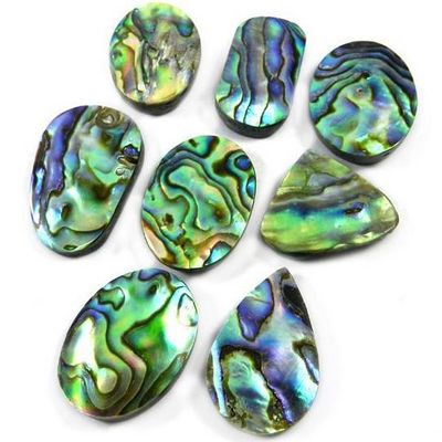 Paua Abalone Shell