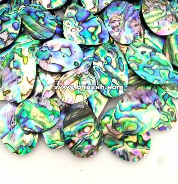 Abalone Natural New Zealand Paua Sea Shell Nice Export Quality in Wholesale Price