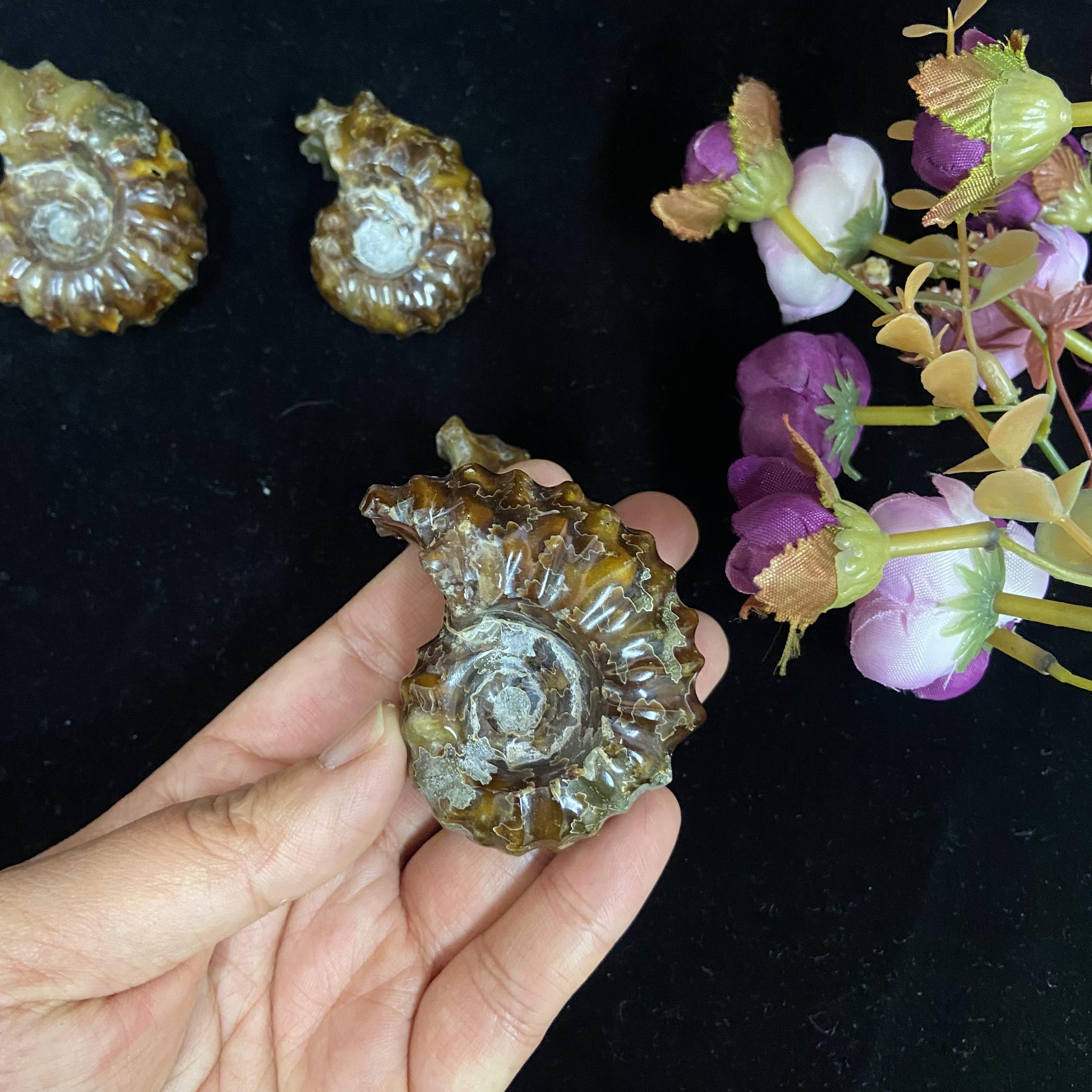 Wholesale Natural Polished Conch Fossil Slice Ammonite Fossil