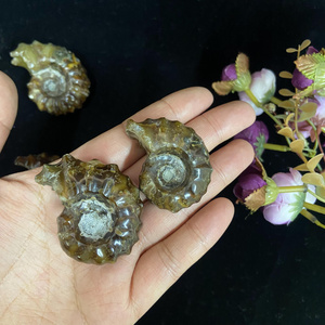 Wholesale Natural Polished Conch Fossil Slice Ammonite Fossil