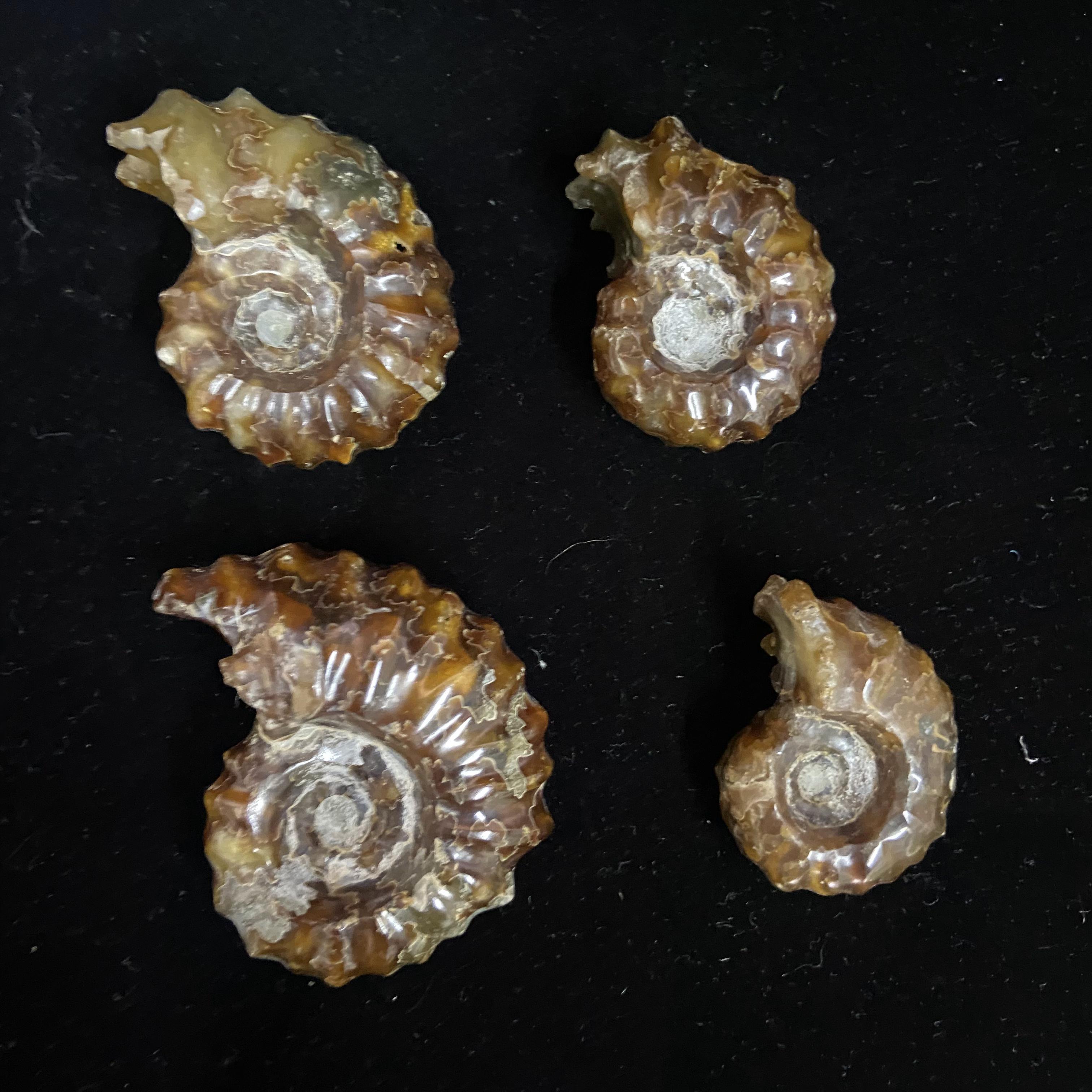 Wholesale Natural Polished Conch Fossil Slice Ammonite Fossil