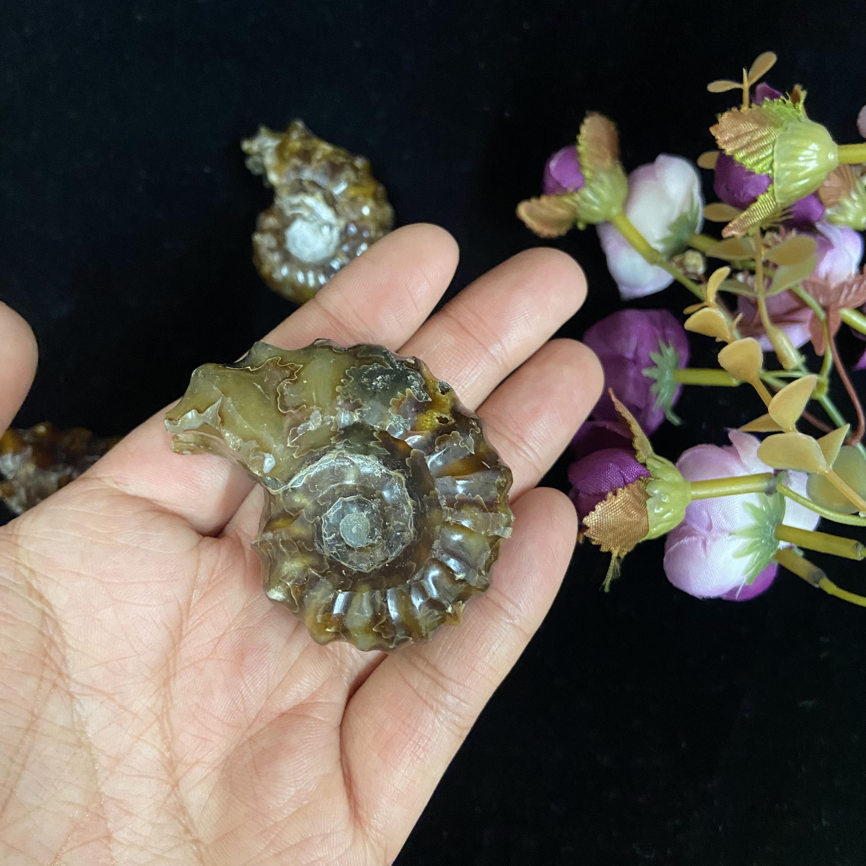 Wholesale Natural Polished Conch Fossil Slice Ammonite Fossil