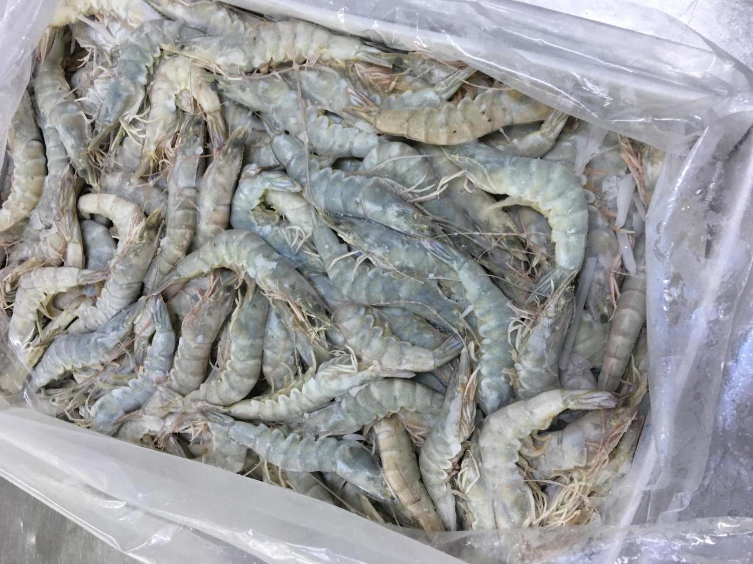 Frozen Vannamei shrimps high quality from Vietnam, vannamei peeled tail on shrimps