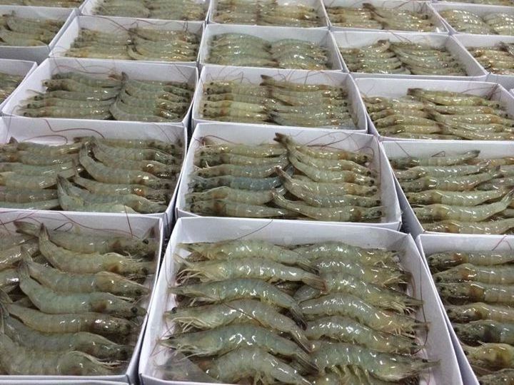 Frozen Vannamei shrimps high quality from Vietnam, vannamei peeled tail on shrimps